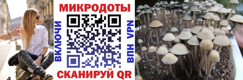 KRAKEN ССЫЛКА Харабали Галлюциногенные грибы мицелий